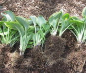 outdoors about dividing and transplanting plants of leaaves with roots