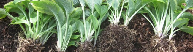 outdoors about dividing and transplanting plants of leaaves with roots