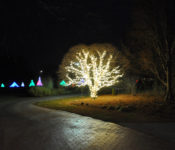 outdoors in winter with a holiday light show with a large wrapped tree with white lights
