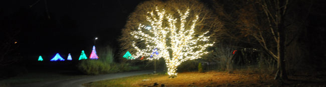 outdoors in winter with a holiday light show with a large wrapped tree with white lights