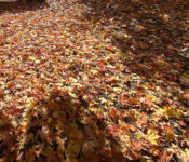 outdoors in autumn with leaves on the ground in shades of yellows, reds and oranges