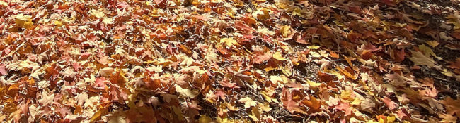 outdoors in autumn with leaves on the ground in shades of yellows, reds and oranges