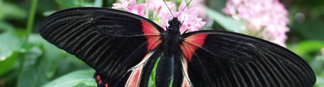 close up of an exotic butterfly with red and black markings with purple flowers and green leaves behind it
