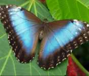 close up of an exotic butterfly with bright blue, black and white colorings and green leaves behind