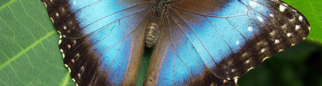 close up of an exotic butterfly with bright blue, black and white colorings and green leaves behind