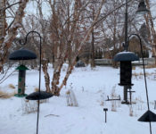 two bird feeders outdoors in winter with leaf-less trees behind it