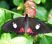 close up of an exotic butterfly with black, red and white markings and green leaves behind it