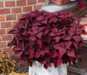 close up dark red coleus plantp lantted in a container