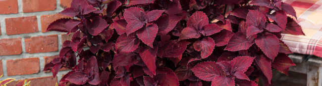 close up dark red coleus plantp lantted in a container