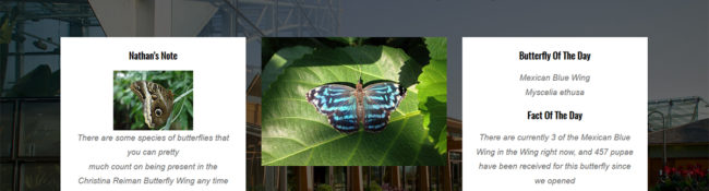 screen shot of the Reiman Gardens butterfly application
