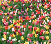 outdoors in spring with thousands of bright colorful tulips