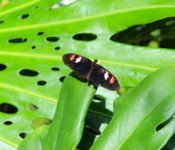 close up photo of a red and black butterfly on a green leaf