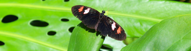 close up photo of a red and black butterfly on a green leaf