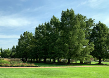 two rows of bald cypress trees in summer with green grass and blue sky