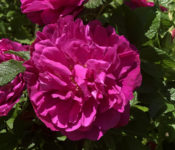 close up of a pink Buck rose with green leaves