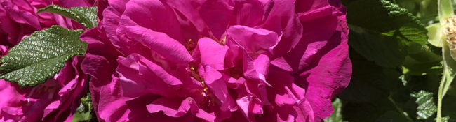 close up of a pink Buck rose with green leaves