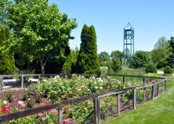 outdoors in summer with the Buck Rose Collection that is fenced in with the campanile behind