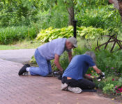 two volunteers kneeled over planting outside in summer
