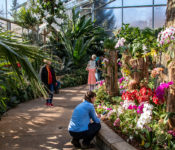 indoors in the tropical plant conservatory with people, orchids and large tropical plants