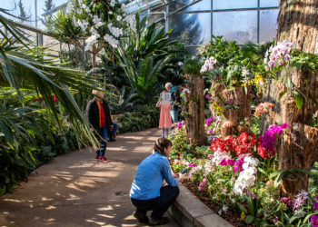 indoors in the tropical plant conservatory with people, orchids and large tropical plants