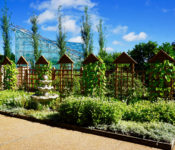 outdoors in summer in the Dunlap Courtyard with a foutain, and plants growing up trellises