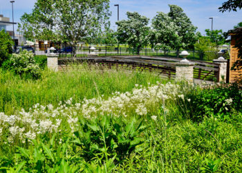 outdoor in summer in the East Entry Garden with white flowers and a bridge