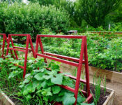 outdoors in the Edible Garden with planted fruits and veggies and a red trellis