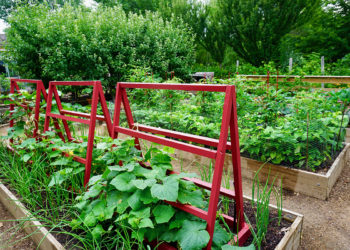 outdoors in the Edible Garden with planted fruits and veggies and a red trellis