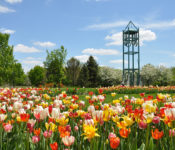 outdoors in Spring in the Campanile Garden with tulips, trees and the campanile