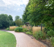 outdoors in fall in the Front Yard Garden with large trees, grasses, a wood fence and a building