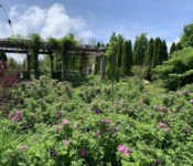 outdoors in summer in the Heirnloom Garden with roses, bushes, and a wistera arbor