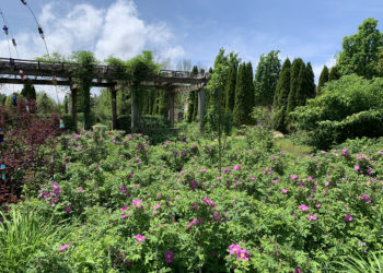 outdoors in summer in the Heirnloom Garden with roses, bushes, and a wistera arbor