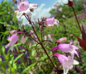 close i[ pf a pink flower with a red stem