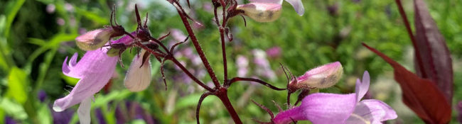 close i[ pf a pink flower with a red stem