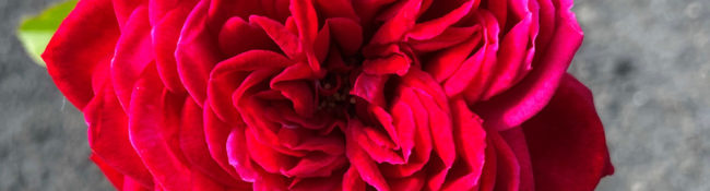 close up of a red rose with green leaves outdoors