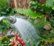 watering in the tropical plant Conservatory