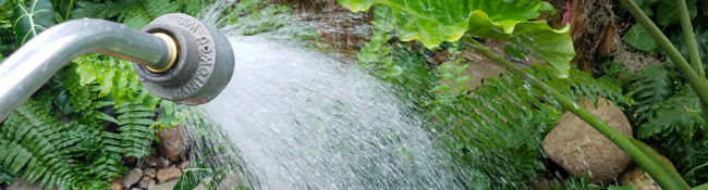 watering in the tropical plant Conservatory