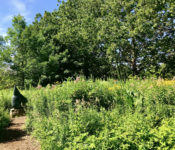 outdoors in summer in the Prairie Vista Garden with rabbit sculptures, pairie plants, and trees