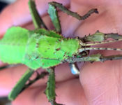 c;lose up of a green insect with spines