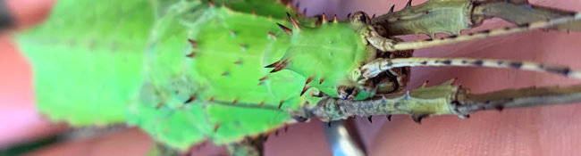 c;lose up of a green insect with spines