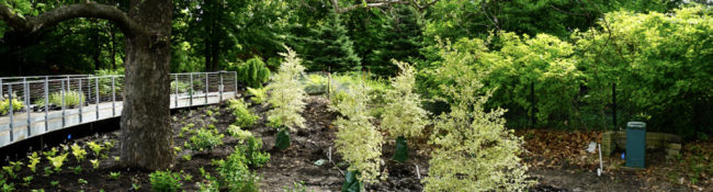 newly planted trees and shrubs in Sycamore Falls