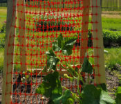 outdoors in summer in the trial garden with veggies growing up a trellis