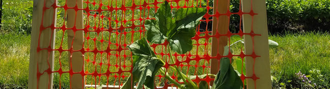 outdoors in summer in the trial garden with veggies growing up a trellis