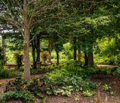 outdoors in summer in the Shade Garden with large trees and plants
