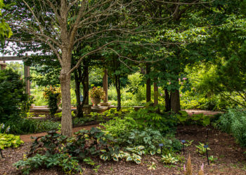 outdoors in summer in the Shade Garden with large trees and plants