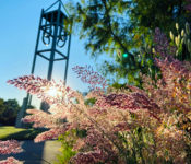outdoors in summer with the grasses blowing in the wind and a campanile behind