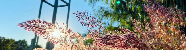 outdoors in summer with the grasses blowing in the wind and a campanile behind