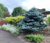 outdoors in the Sunny Side Yard during summer with evergreens