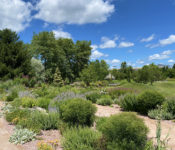 outdoors in the summer in the Hillside Garden with green bushes and shrubs