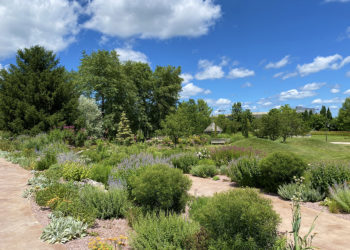 outdoors in the summer in the Hillside Garden with green bushes and shrubs